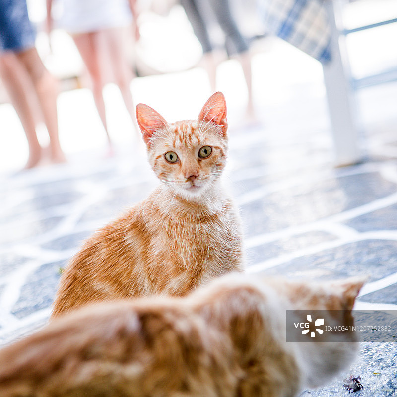 希腊岛屿上的街猫特写图片素材