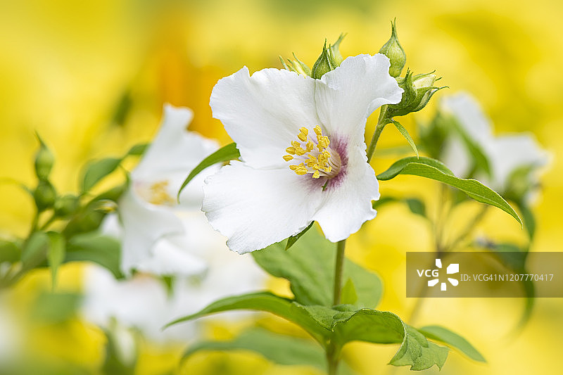 夏天开花的‘美好星辰’山梅花白色花朵特写图片素材