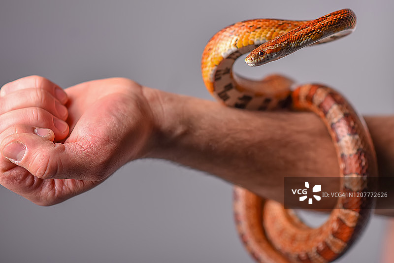 在影棚背景上手握玉米蛇宠物图片素材