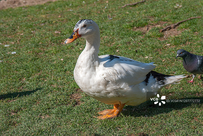 美国家鸭图片素材