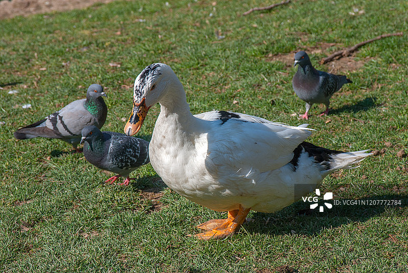 美国家禽北京鸭与鸽子图片素材