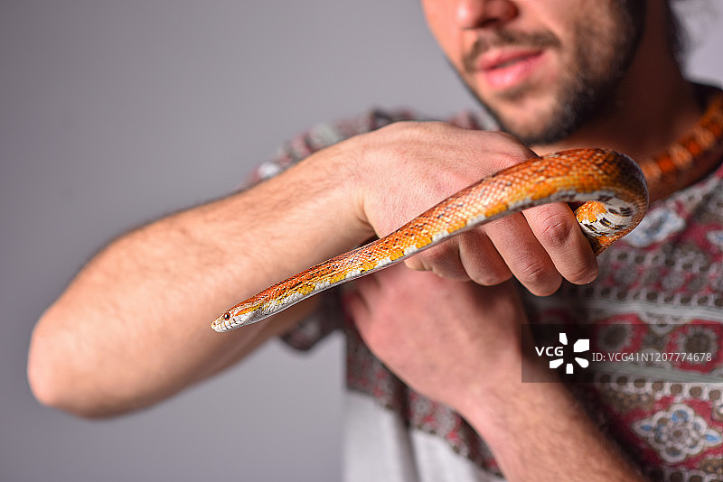 脖子上的宠物蛇图片素材