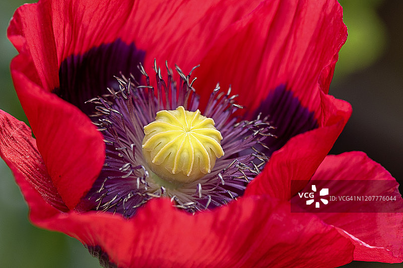 鲜艳的红色罂粟花特写，学名：Papaver Somniferum图片素材