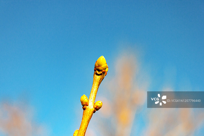淡紫色花蕾枝条，背景为蔚蓝天空图片素材