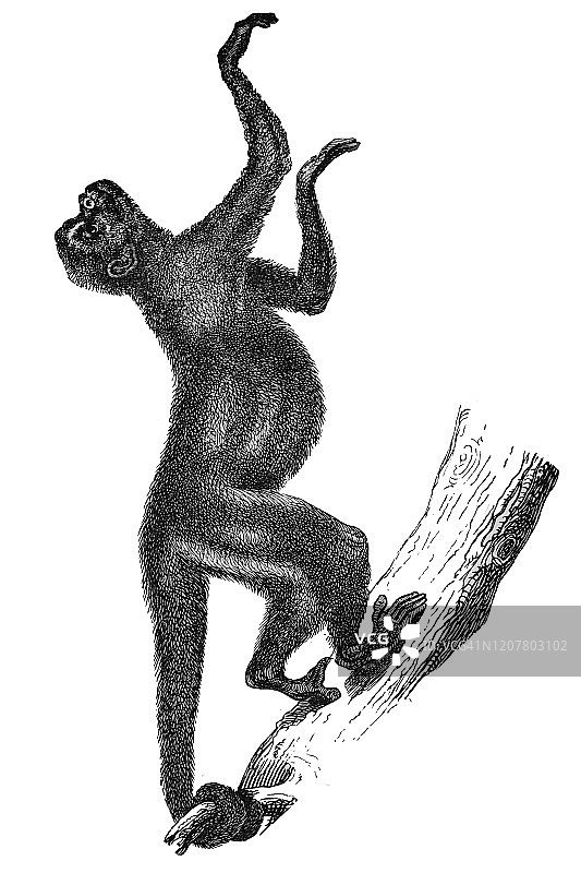 古老的蜘蛛猴雕刻插图，1894年出版的流行百科全书图片素材
