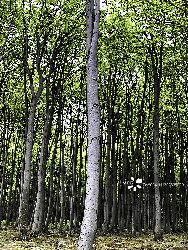 幽灵森林图片素材