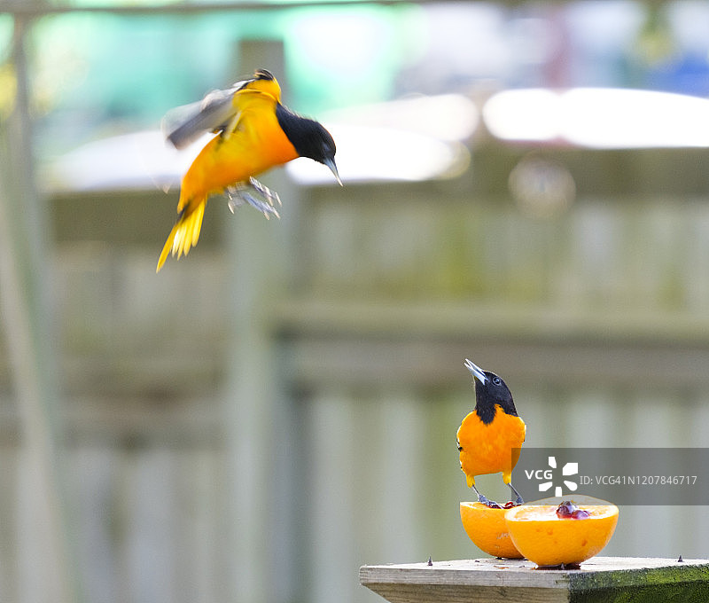 争夺橙子的巴尔的摩金莺图片素材