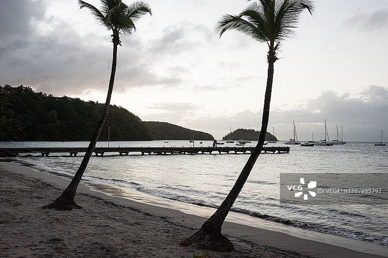 日落时的小棕榈树，兰瑟à L' Âne，马提尼克岛图片素材