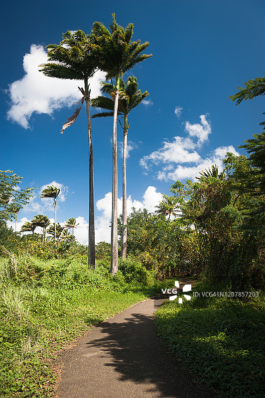 热带树木环绕的宁静小路，马提尼克图片素材