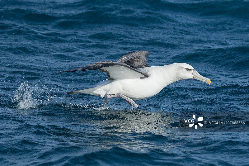 白顶信天翁图片素材