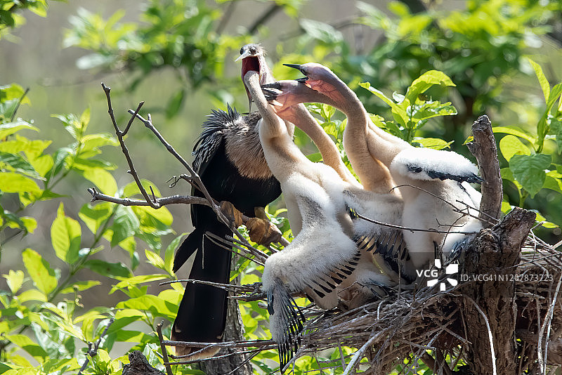 美洲蛇鹈在巢中喂养幼鸟图片素材