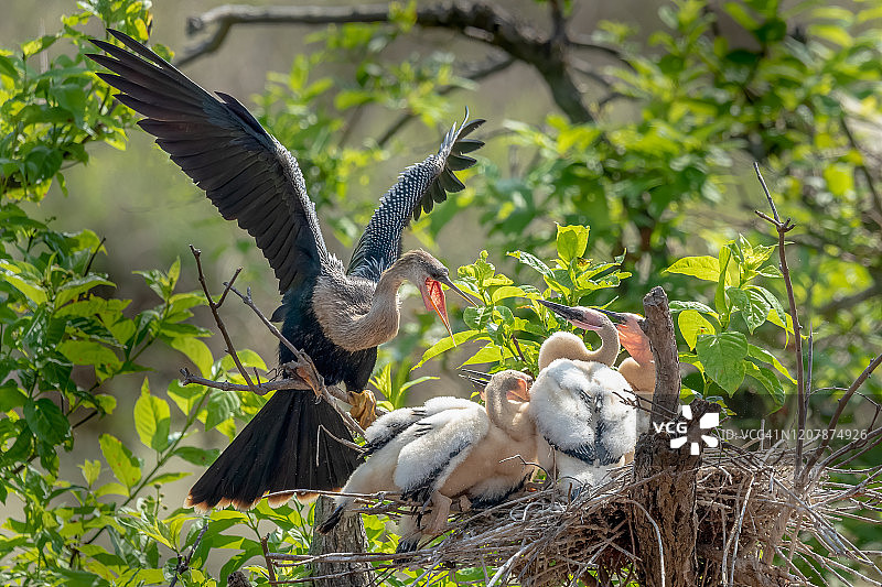 美洲蛇鹈在巢中喂养幼鸟图片素材