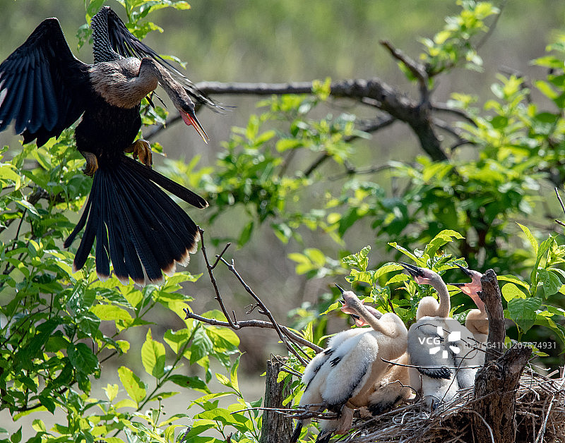 美洲蛇鹈在巢中喂养幼鸟图片素材