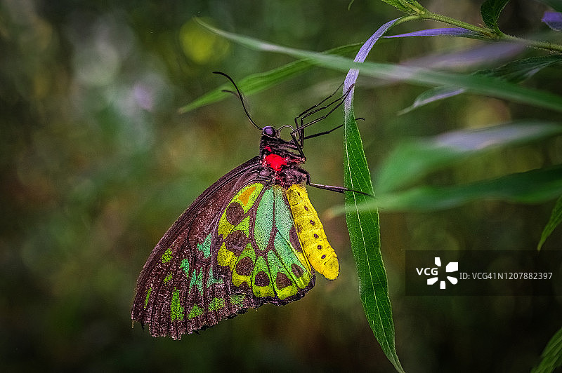 蝴蝶特写图片素材