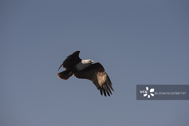 白头海雕图片素材