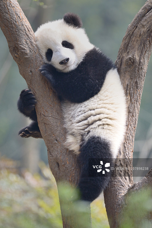 在树枝上睡觉的幼年熊猫图片素材
