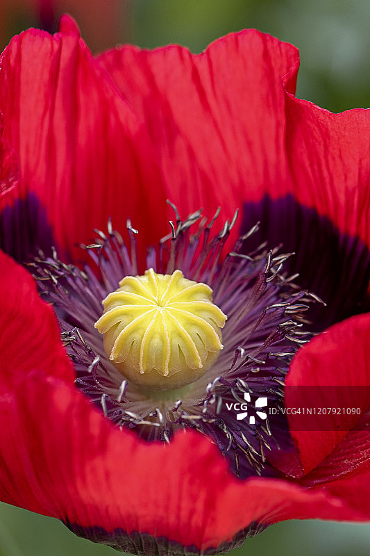 鲜艳的红色罂粟花特写，学名：Papaver Somniferum图片素材