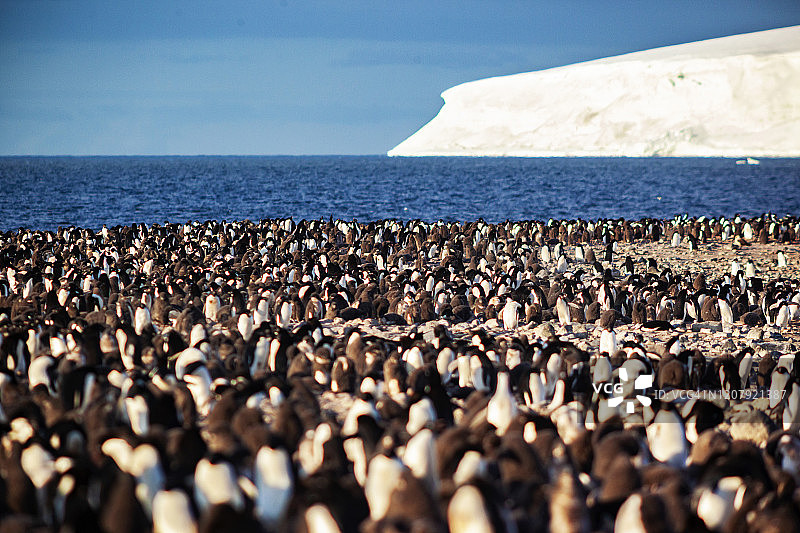 南极洲富兰克林岛上的阿德利企鹅图片素材