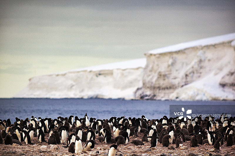 南极洲富兰克林岛上的阿德利企鹅图片素材
