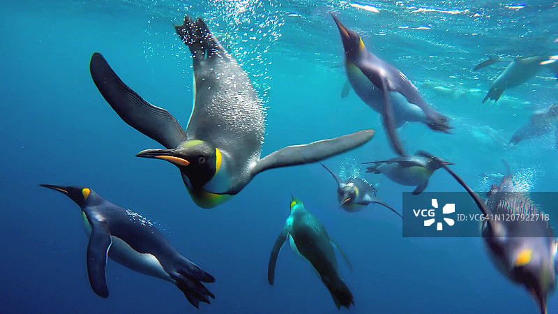 皇家企鹅水下摄影，麦夸里岛，澳大利亚图片素材