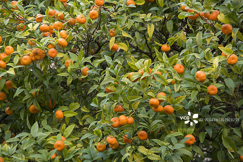西班牙瓦伦西亚市的橘子树图片素材