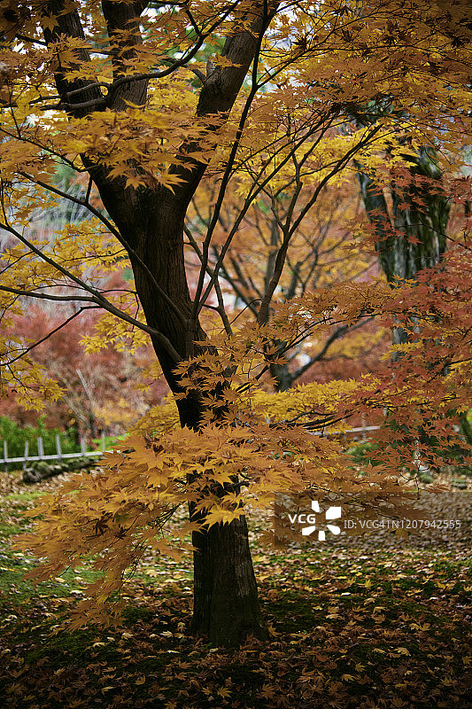 彩色枫树与彩色树叶背景特写图片素材