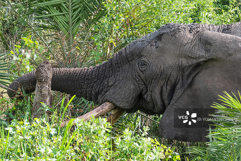 非洲丛林象图片素材