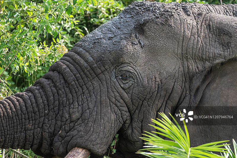 非洲丛林象图片素材