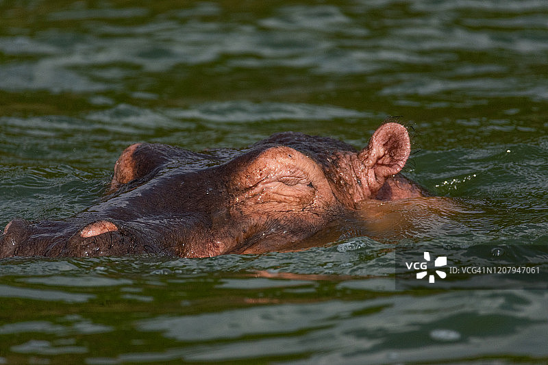 河马（河马）图片素材