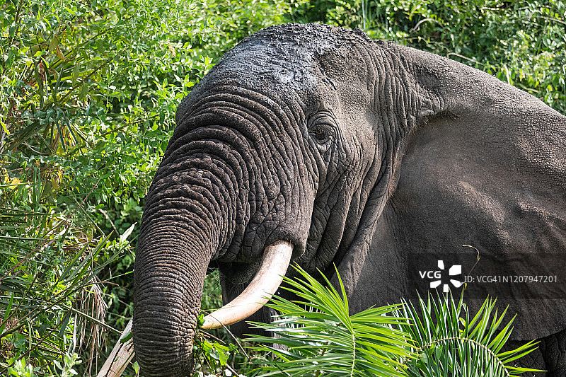 非洲丛林象图片素材