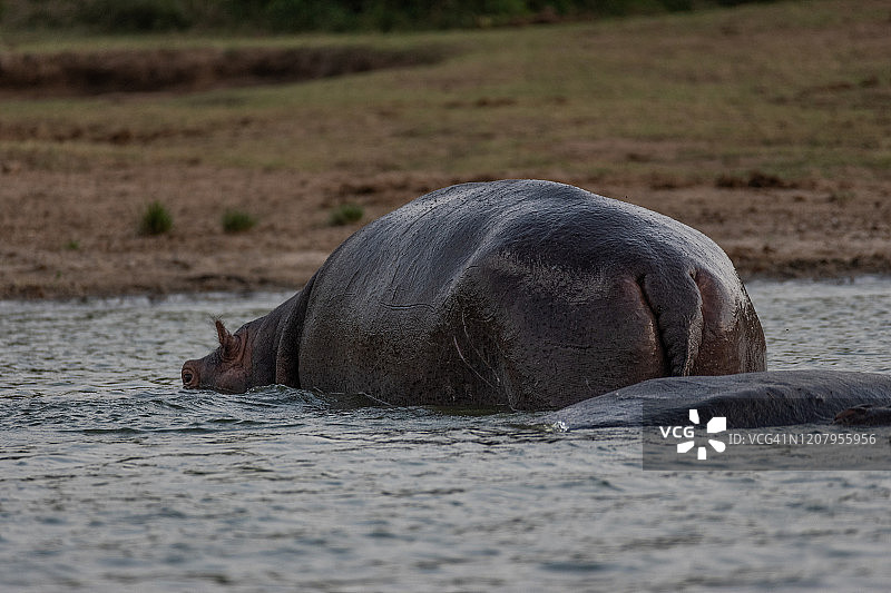河马（河马）图片素材