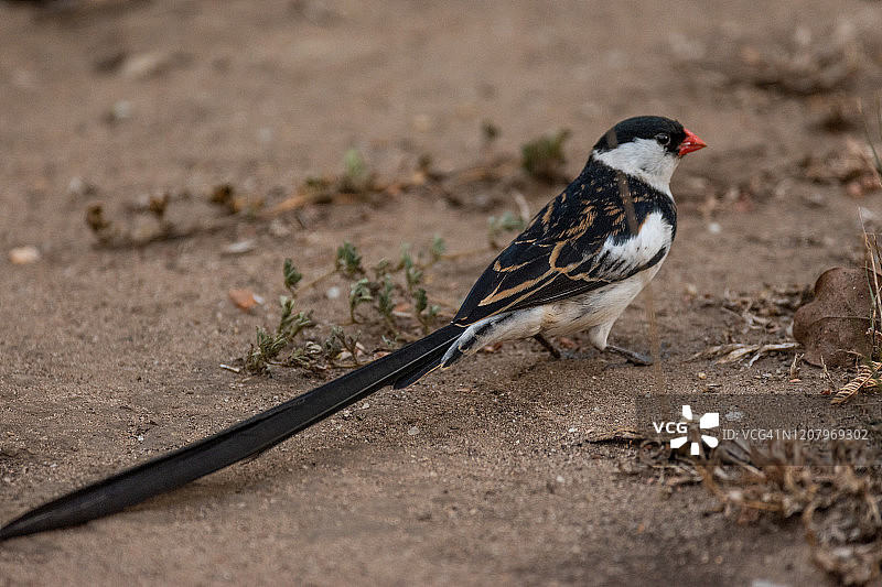 针尾维达雀图片素材