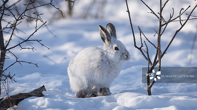 雪鞋野兔图片素材