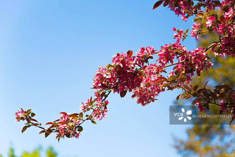 盛开的果树图片素材