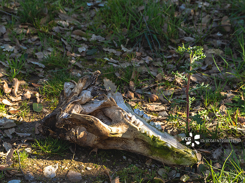 带有臼齿和獠牙的野猪头骨图片素材