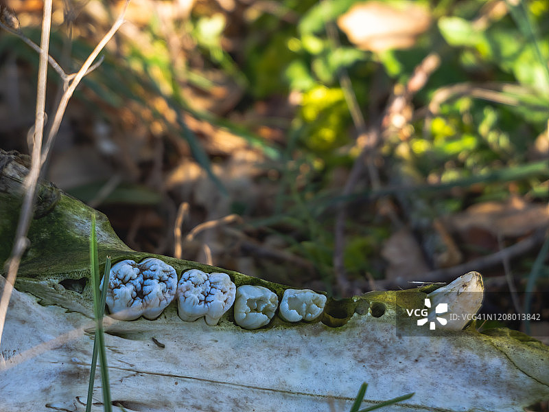 带有臼齿和獠牙的野猪头骨图片素材