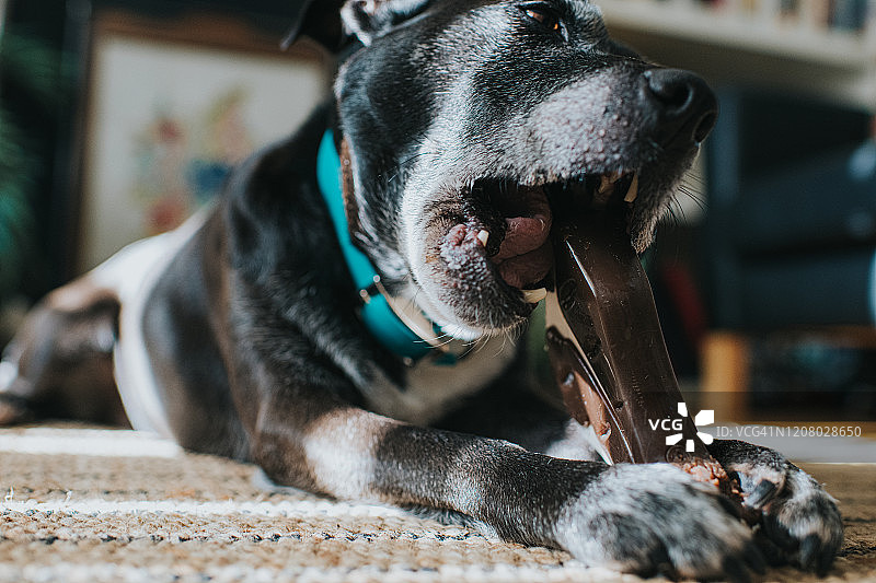 狗狗咬玩具图片素材