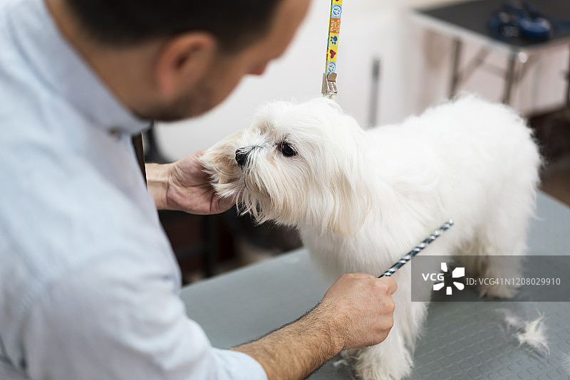 幸福是温暖的小狗图片素材