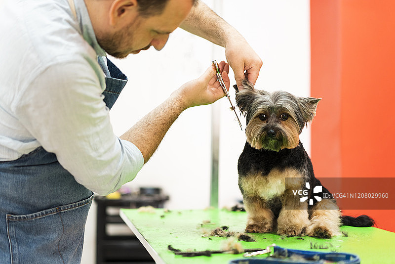 宠物完美之家图片素材