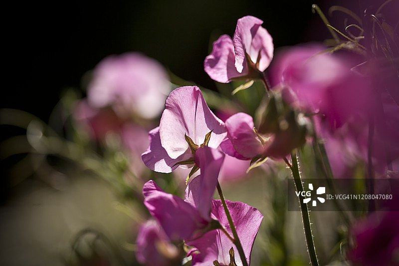 花园里的香豌豆花图片素材