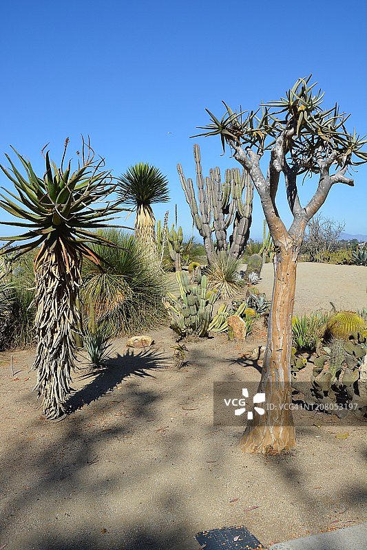 圣地亚哥沙漠花园图片素材
