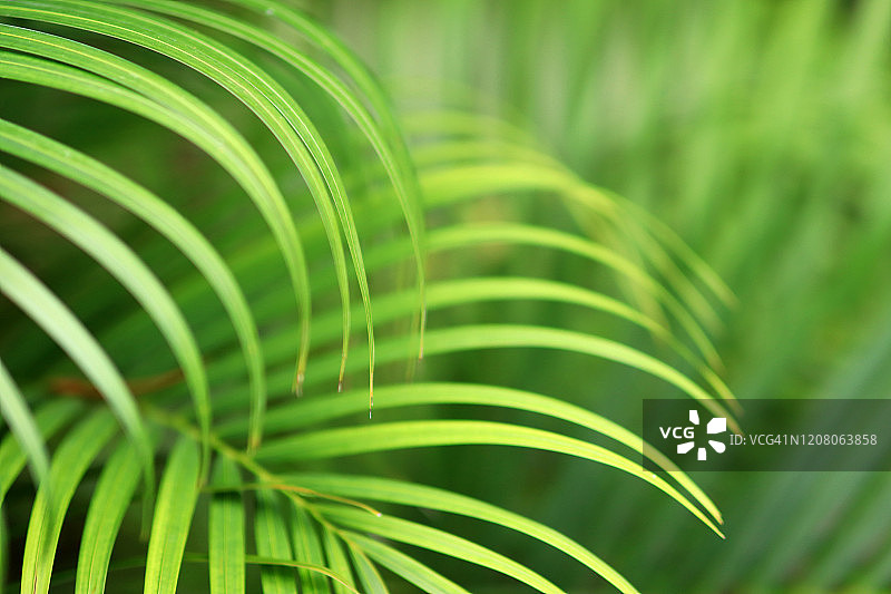 棕榈叶特写：柔软的绿色背景图片素材