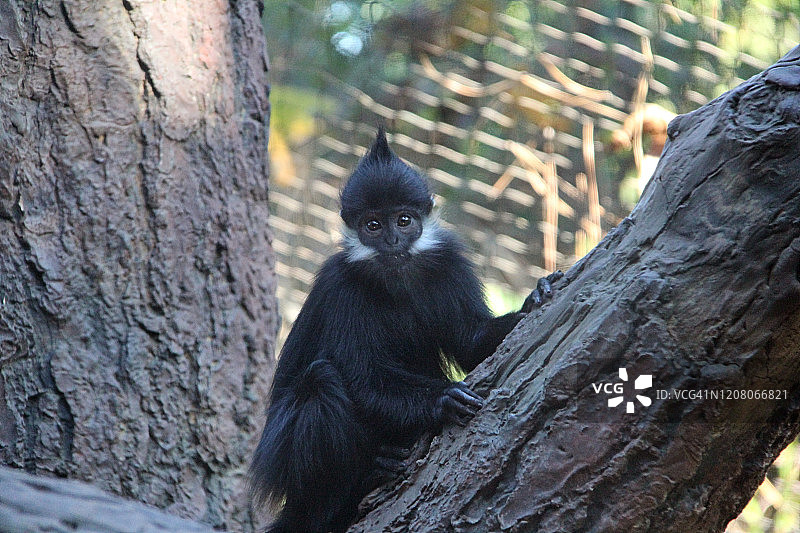 弗朗索瓦叶猴图片素材
