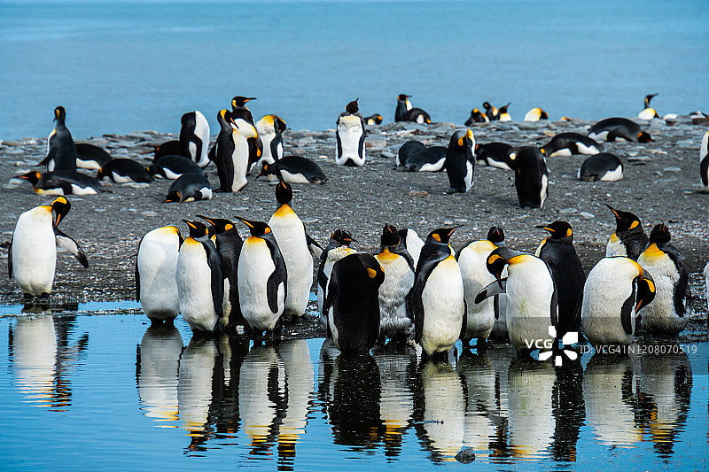 帝企鹅群图片素材