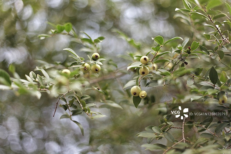 小番石榴树和果实图片素材