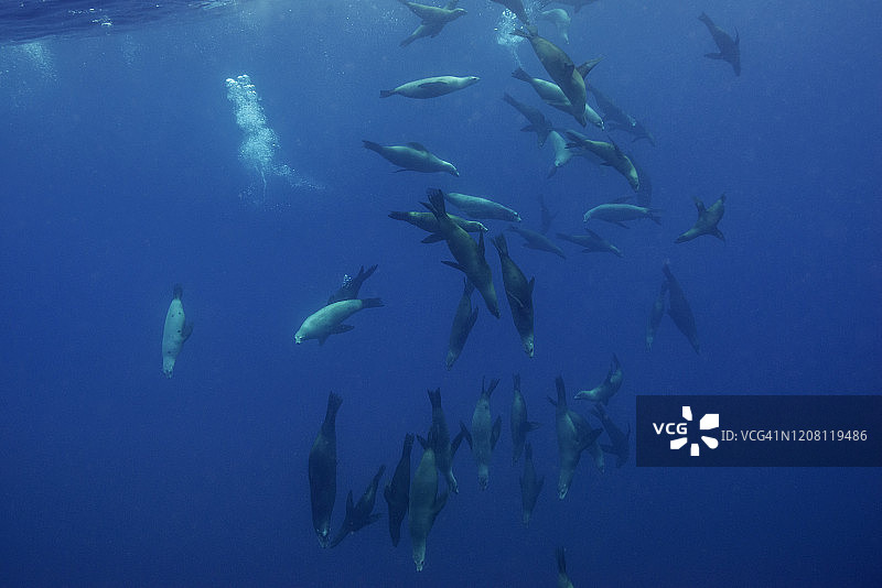 墨西哥加利福尼亚海狮群图片素材