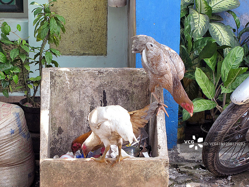 禽流感图片素材
