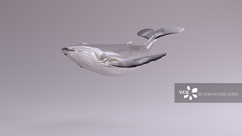 银色座头鲸图片素材