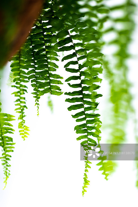 白色背景上从吊篮落下的蕨类叶子图片素材