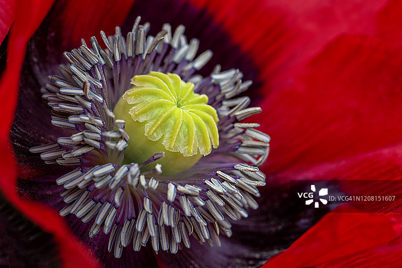 美丽的夏季红色罂粟花特写图片素材
